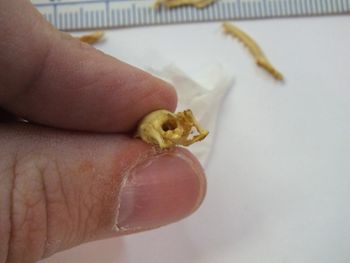 Media type: image;   Herpetology R-6675